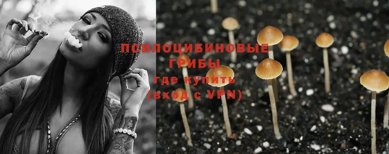 Псилоцибиновые грибы Psilocybe  Верхняя Салда 